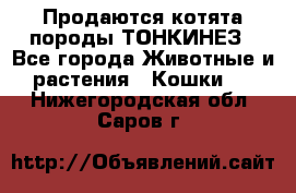 Продаются котята породы ТОНКИНЕЗ - Все города Животные и растения » Кошки   . Нижегородская обл.,Саров г.